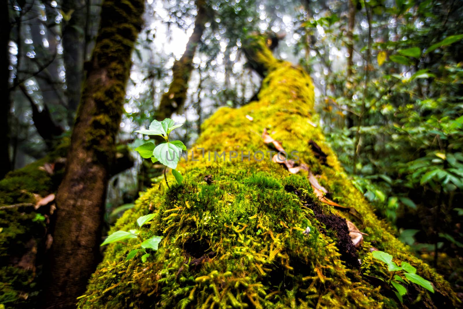 green plant growing on dead tree in rainforest of thailand