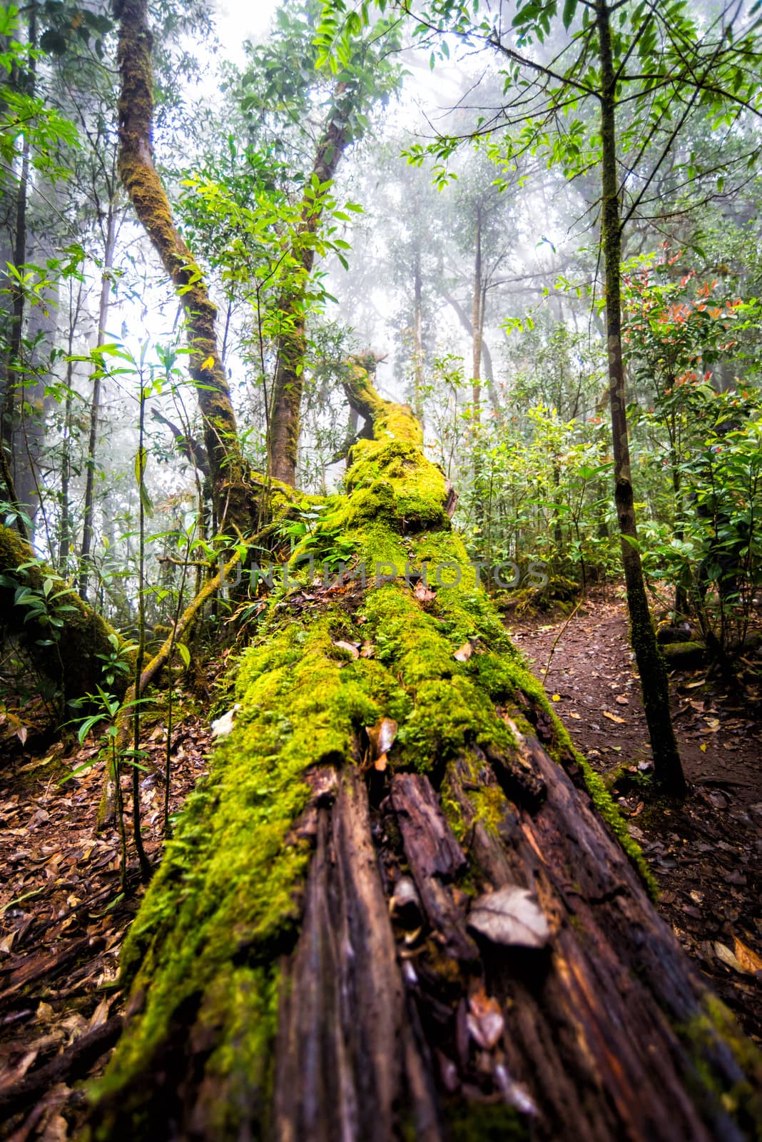 moss on dead tree in forest by moggara12