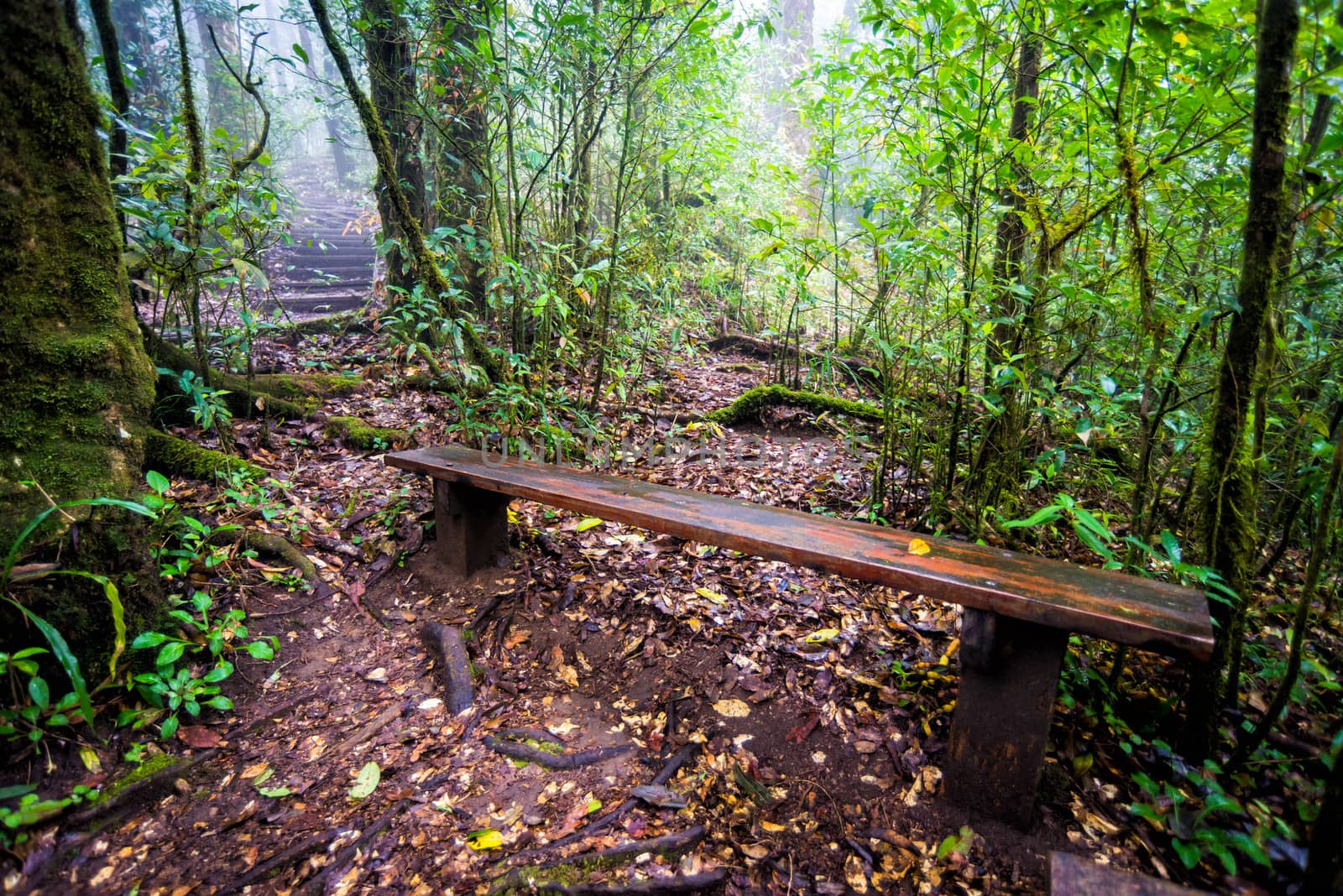 wood chair in forest by moggara12