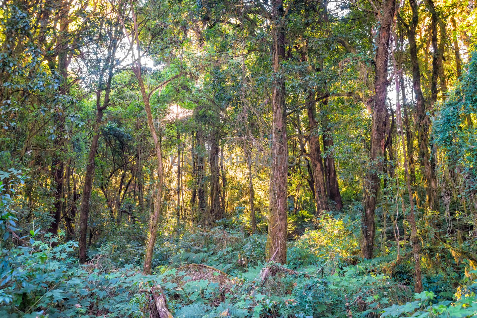 sunlight with trees in forest  by moggara12