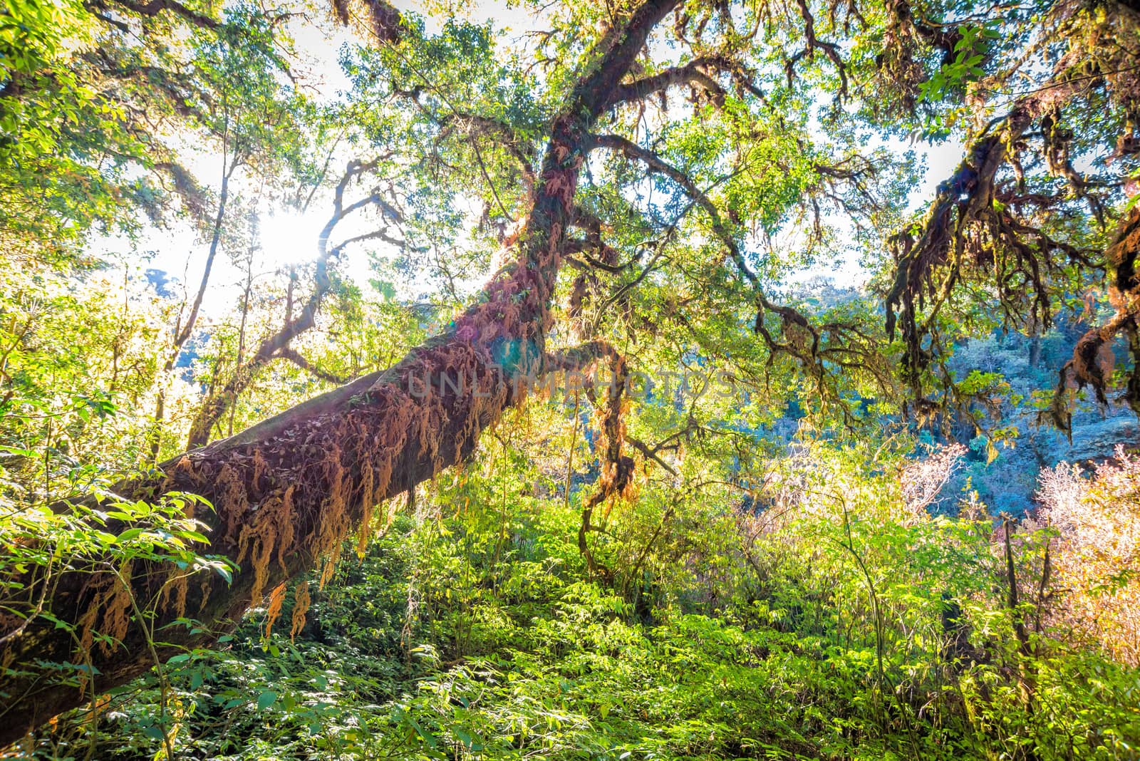 tree with sunlight in forest of inthanon national park thailand