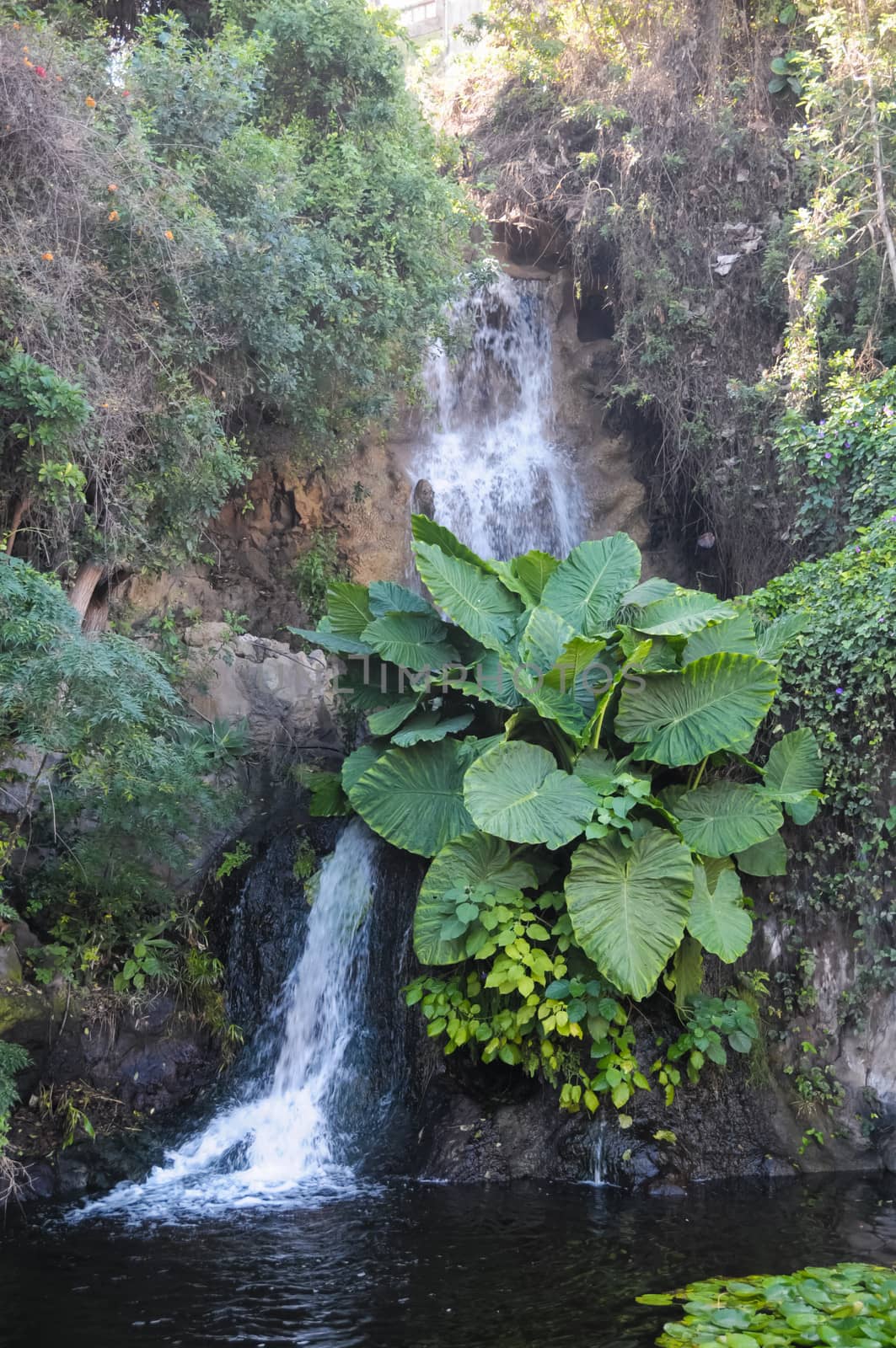 Small Waterfall on the Rocks Between Green Plants