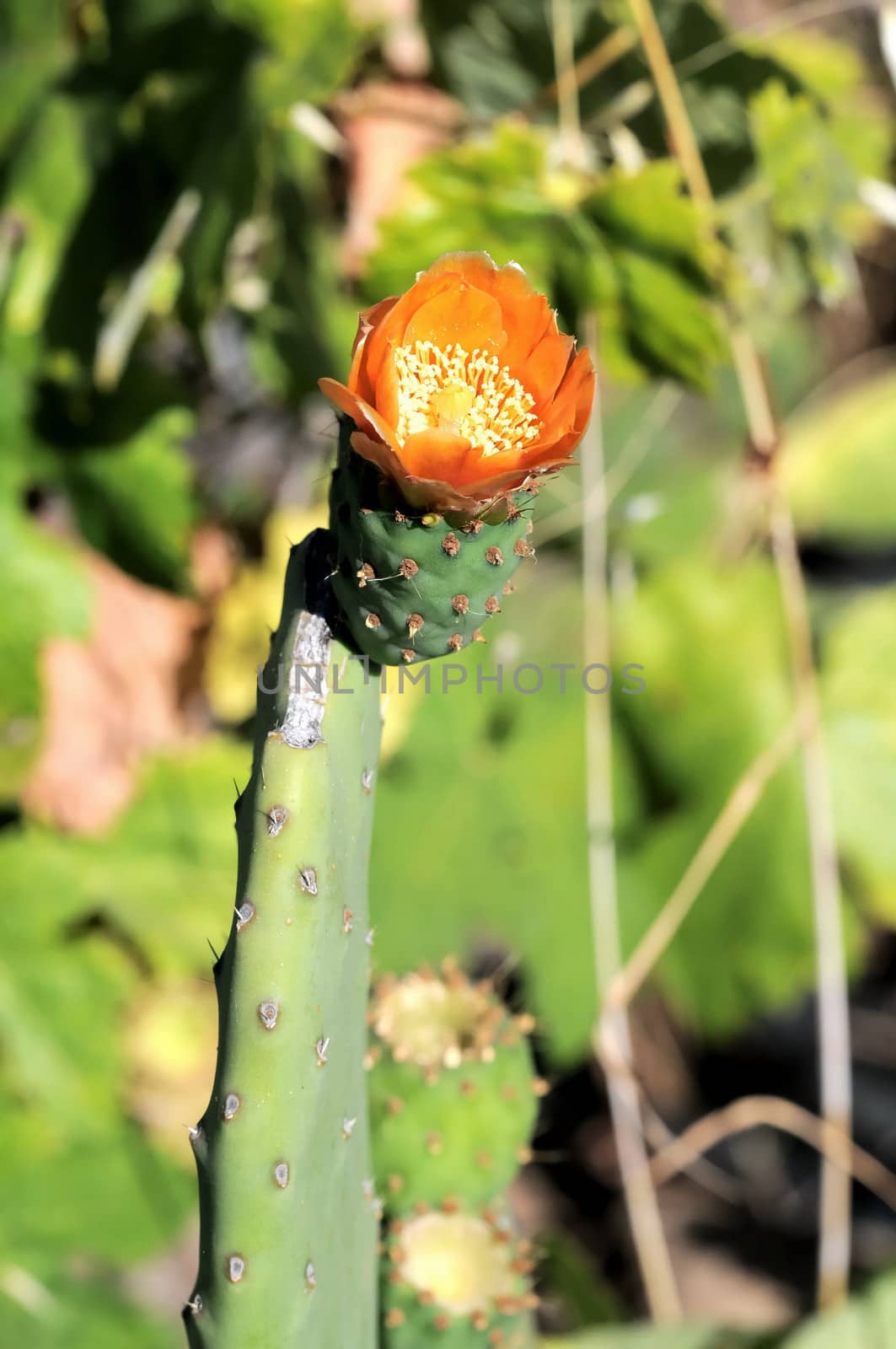 Orange Flower on top of a Green Cactus in the Desert