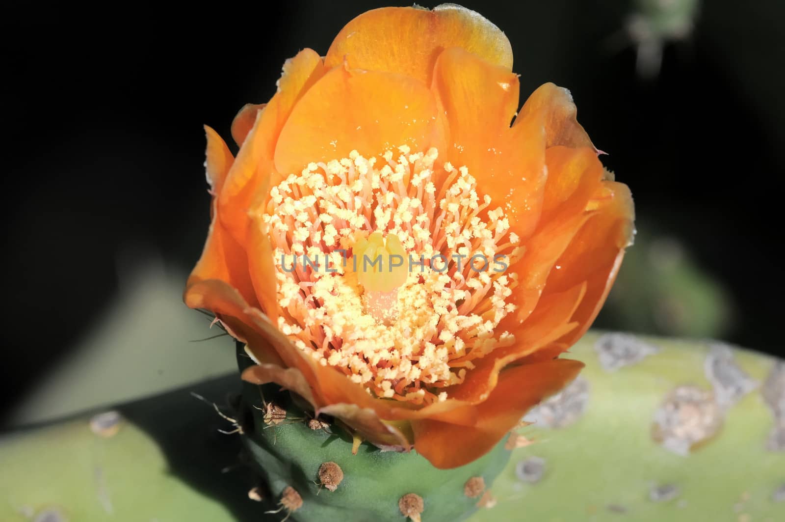 Orange Flower on top of a Green Cactus in the Desert