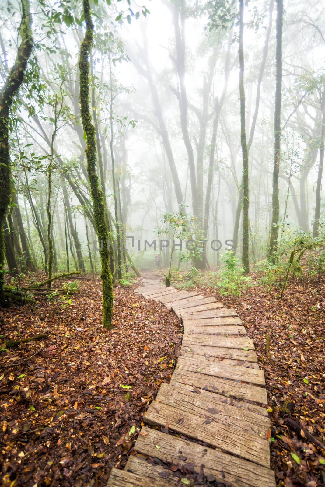 wood pathway in rainforest of thailand