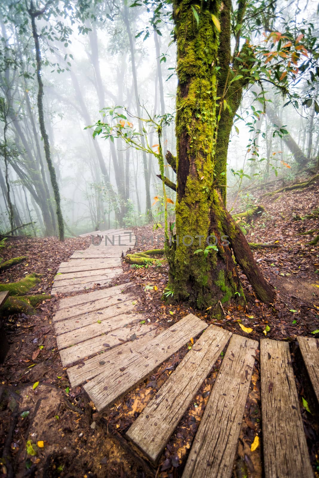 wood pathway in rainforest of thailand