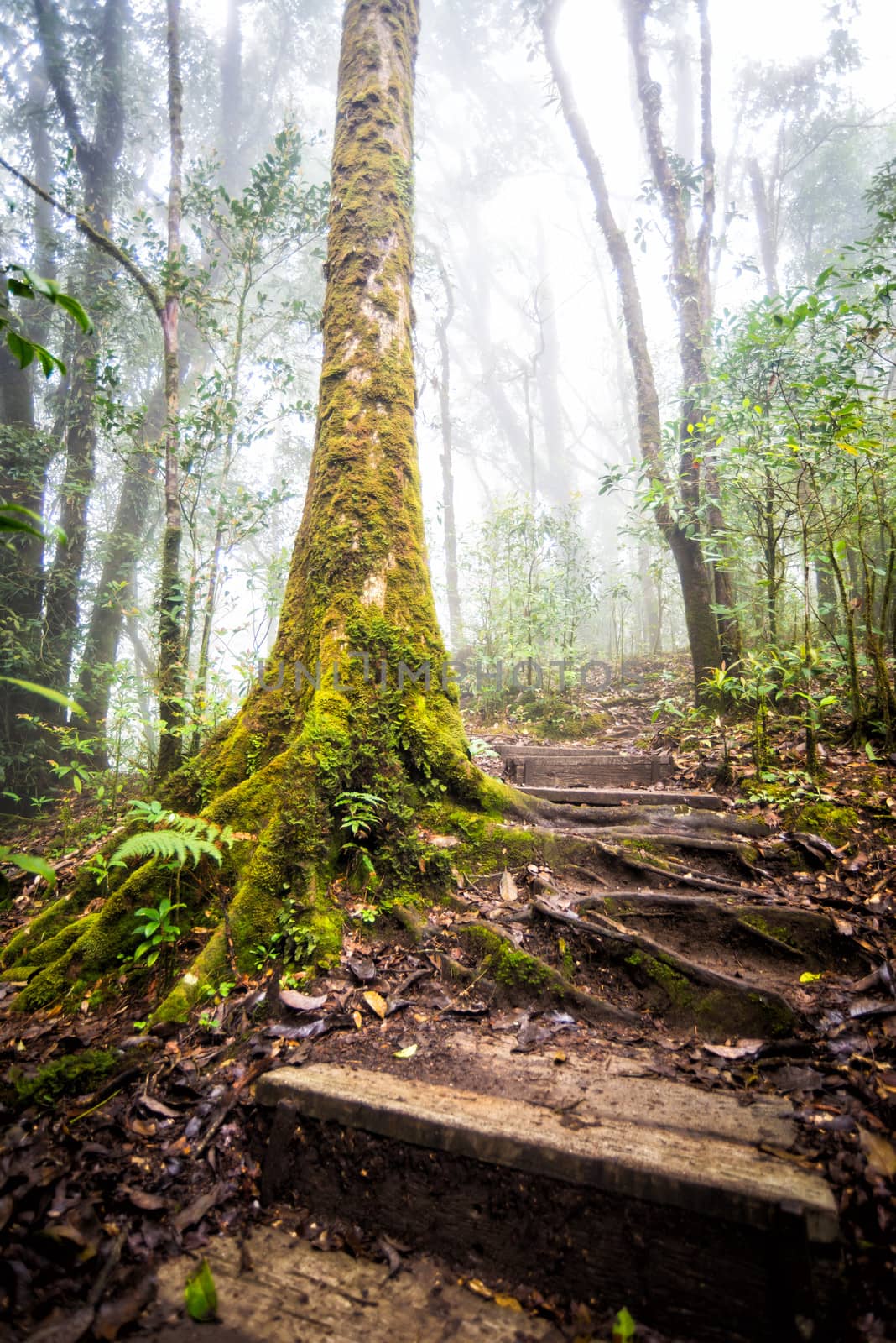 wood pathway in rainforest of thailand