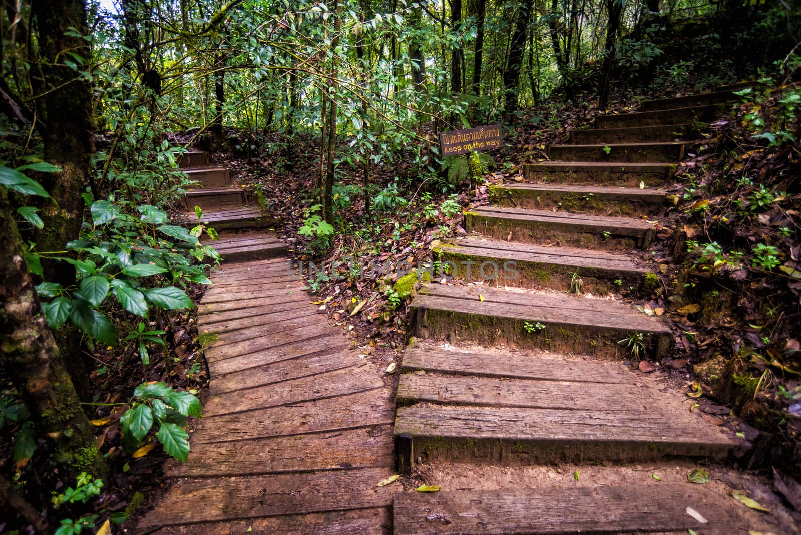 wood pathway in rainforest of thailand