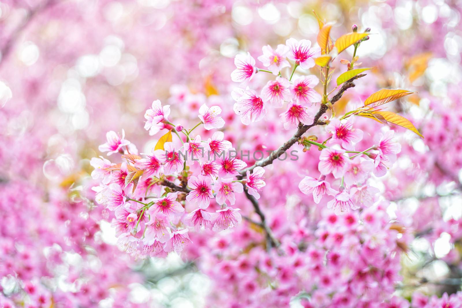 Prunus cerasoides pink flower sakura of thailand with sunlight and blur background