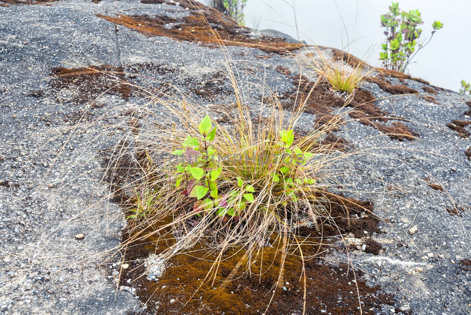 plant and moss growing on stone
