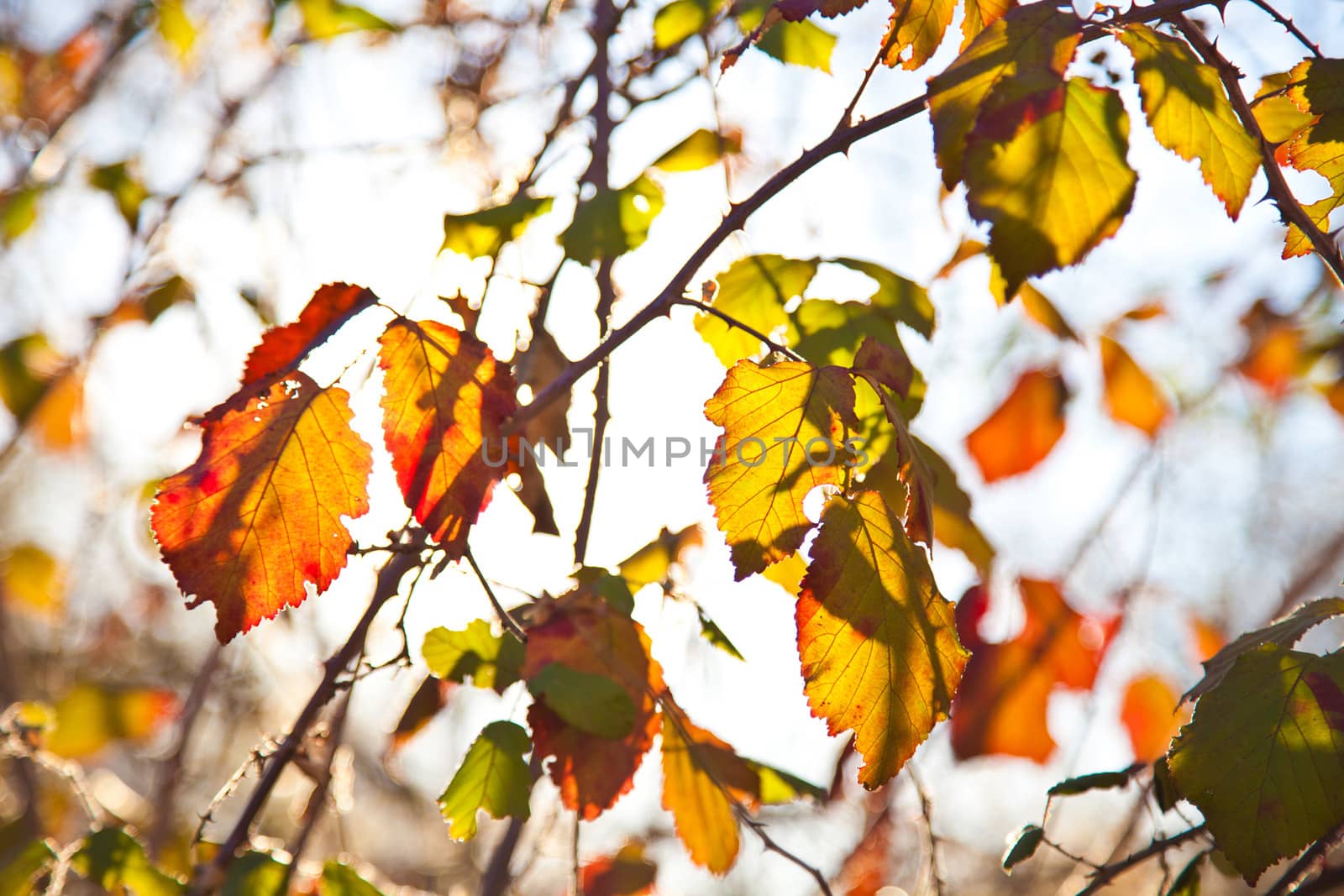 Leaves background colored forest in autumn