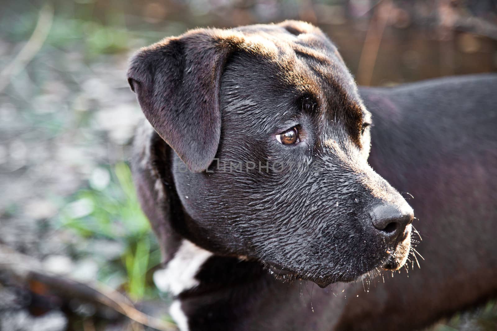 Black labrador dog in water