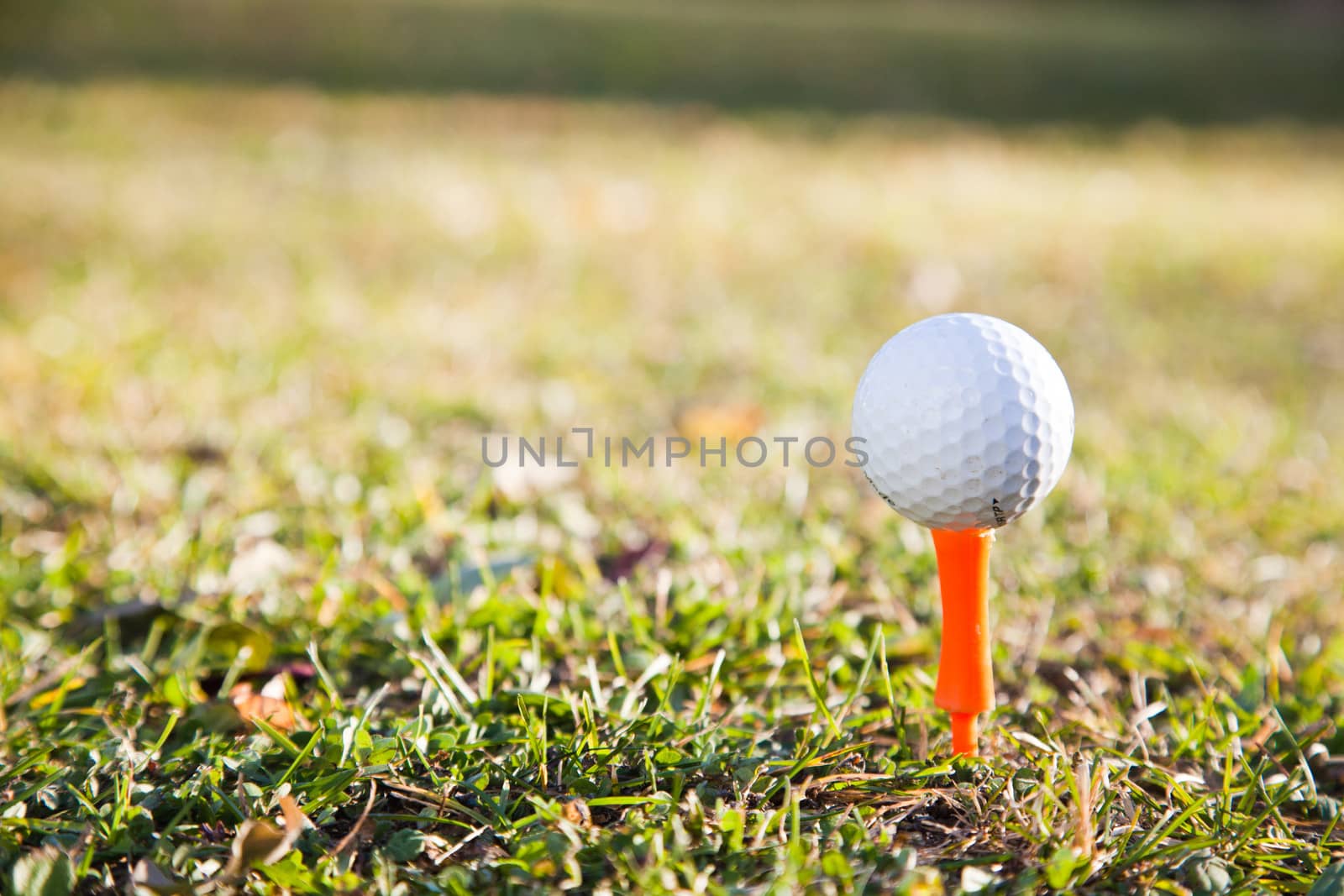 Golf tee in autumn in grass