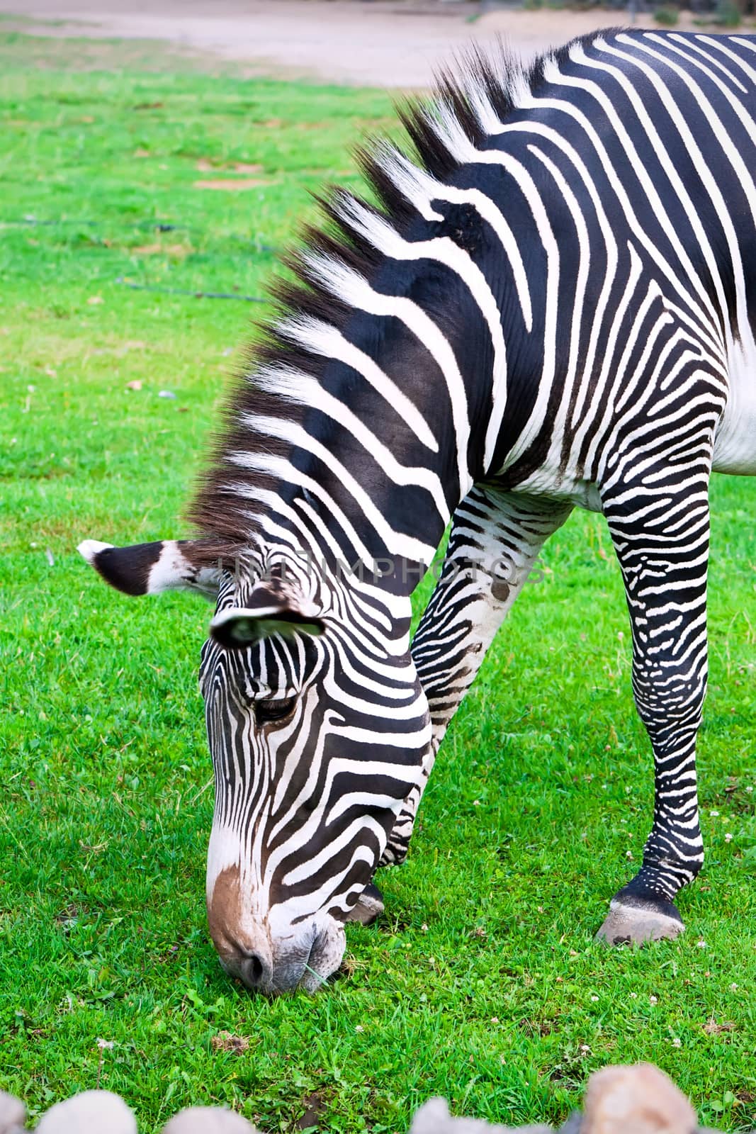 Nice close-up photo of young male zebra in zoo