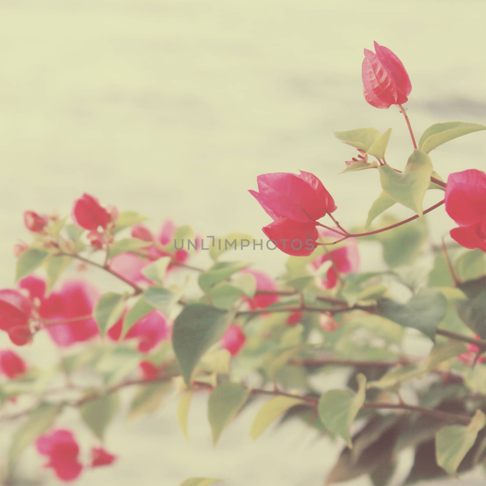 Bush of Bougainvillea flowers with retro filter effect by nuchylee