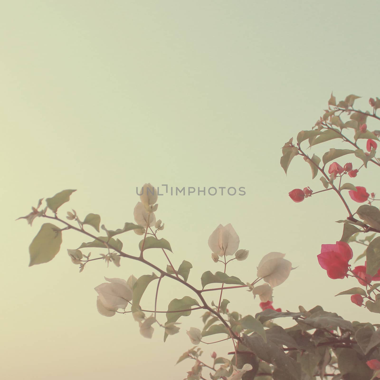 Bush of Bougainvillea flowers with retro filter effect by nuchylee