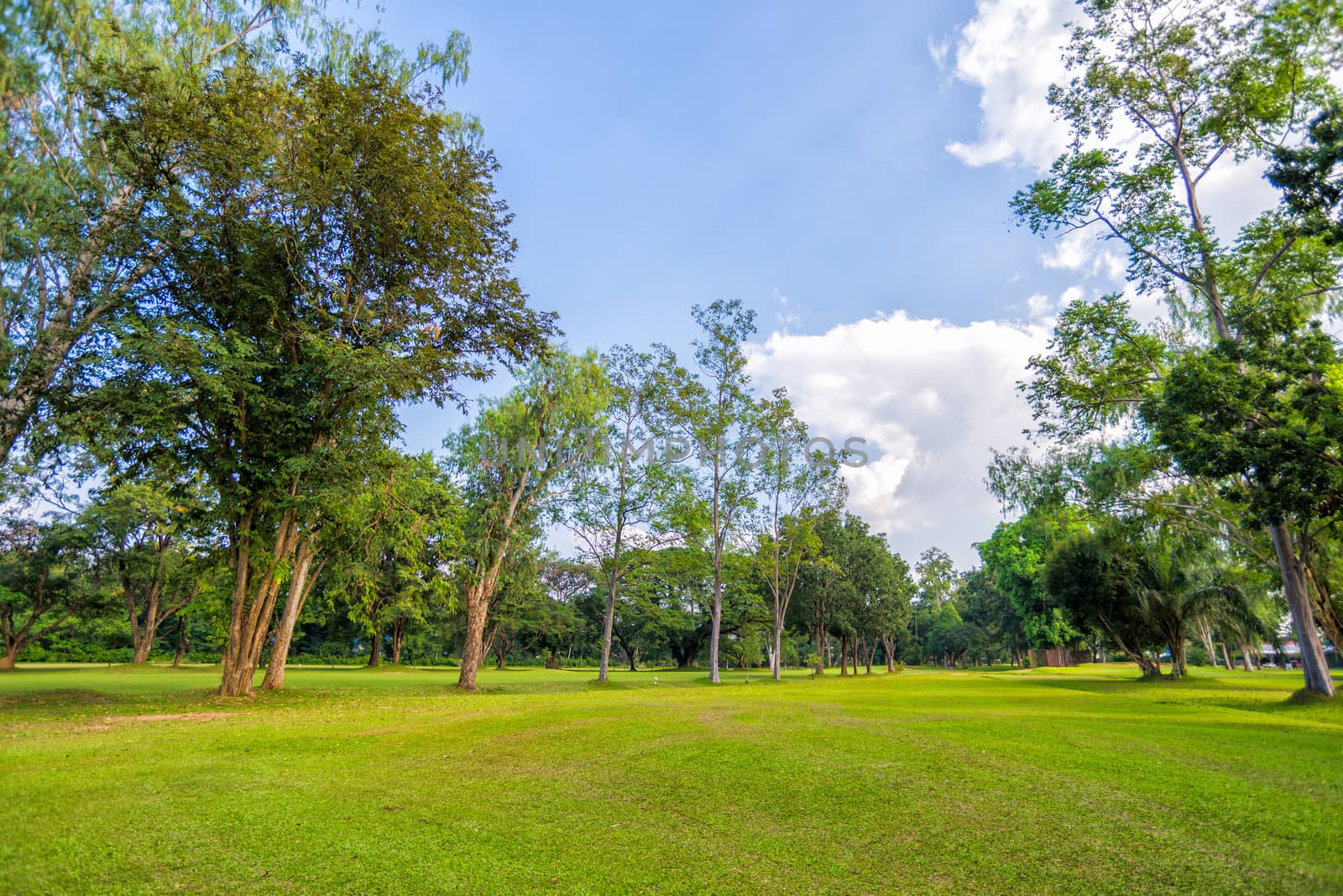 landscape of trees and grass field with sky and cloud