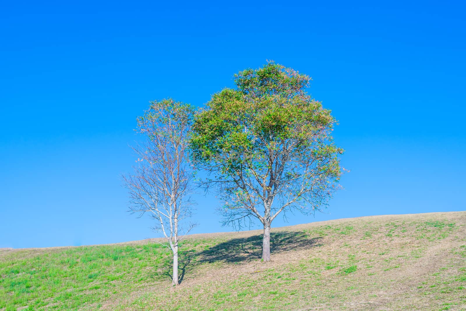 tree on hill and grass field with blue sky in background