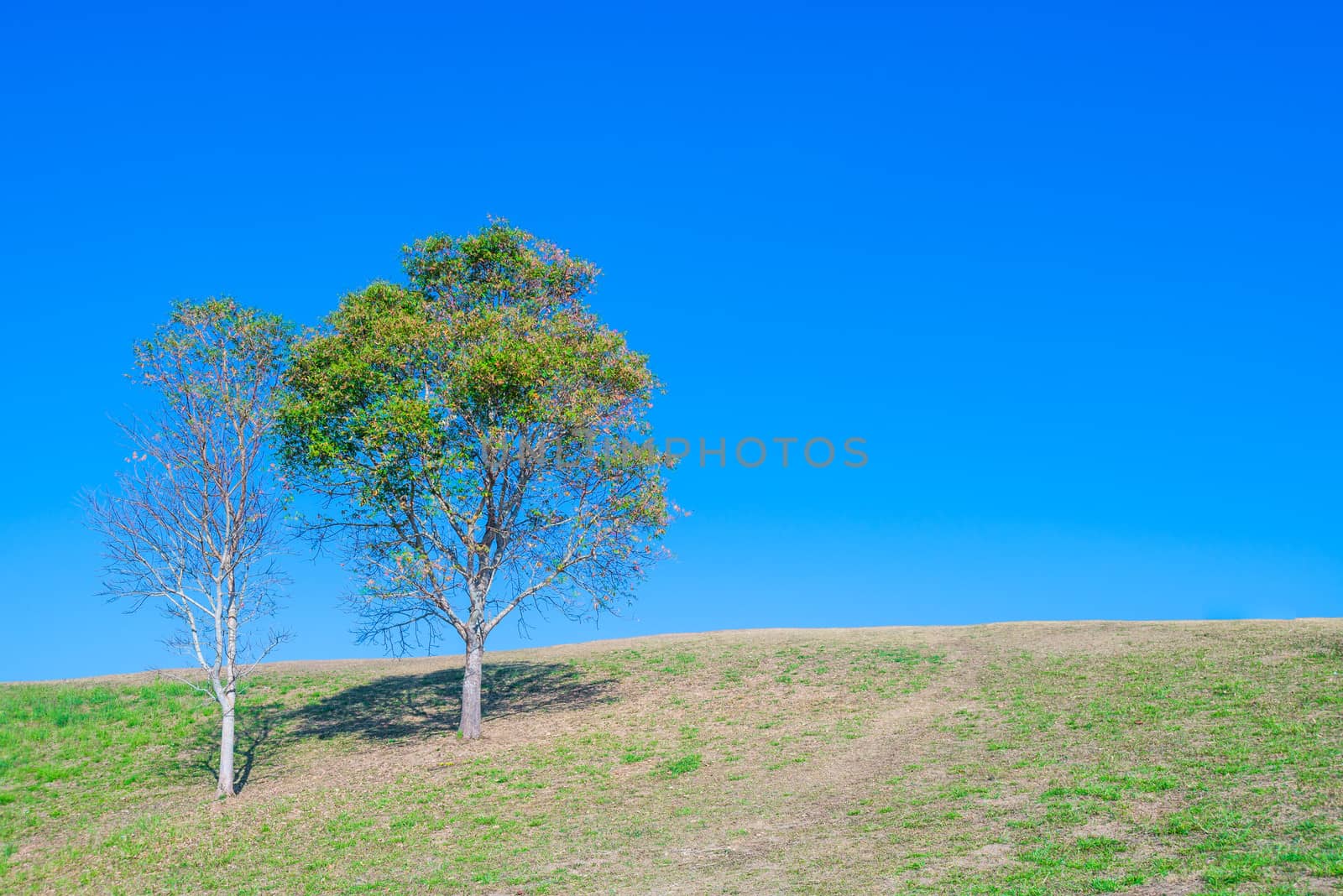 tree on hill and grass field with blue sky in background