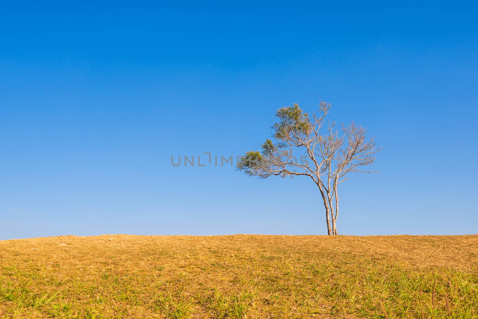 tree on hill and grass field with blue sky in background