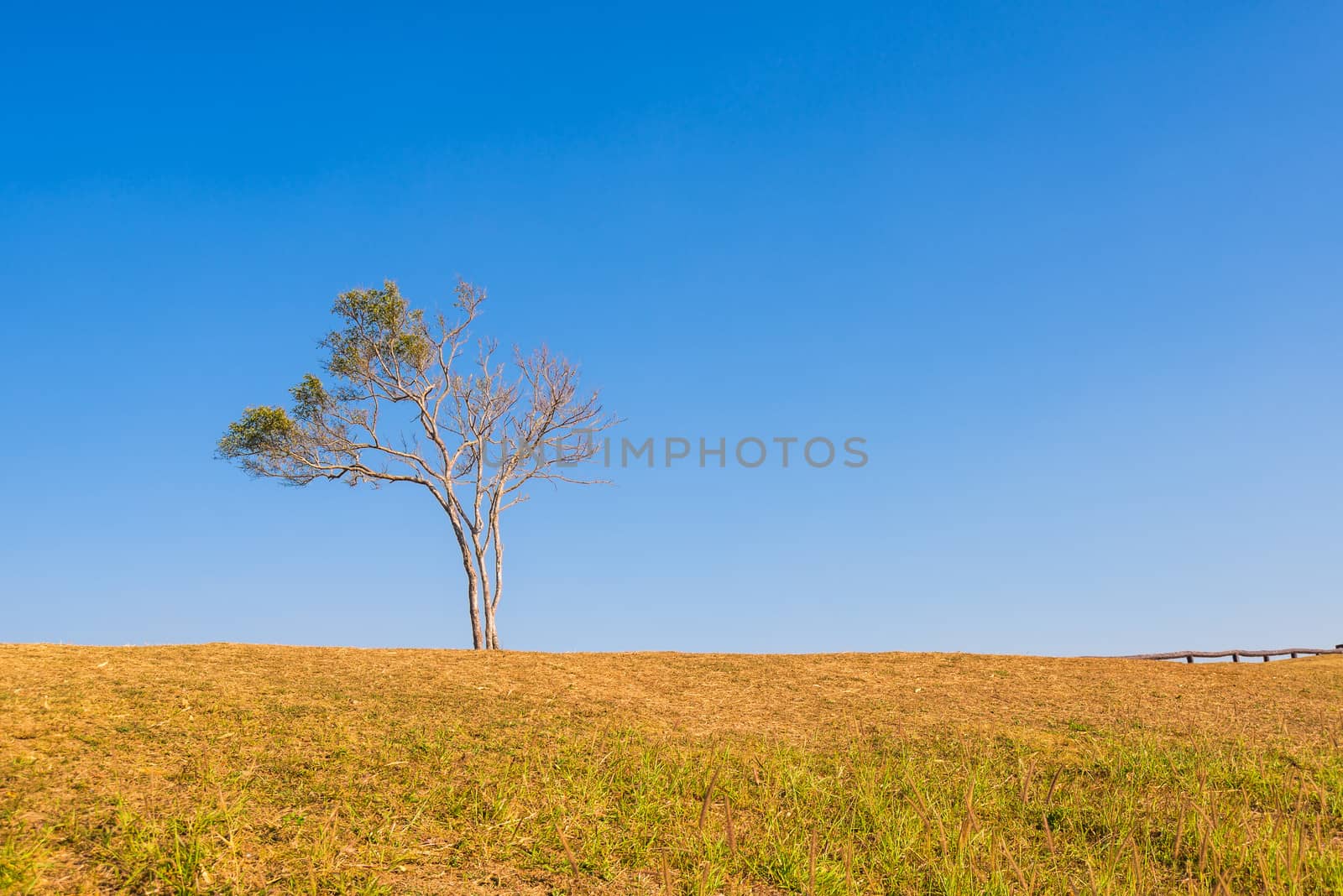 tree on hill with blue sky by moggara12