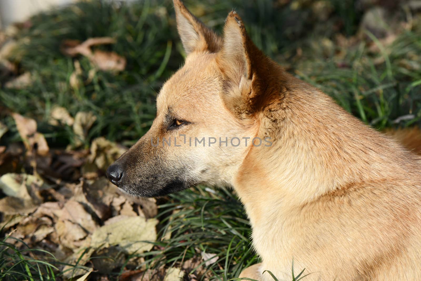 Dog portrait closeup against green grass