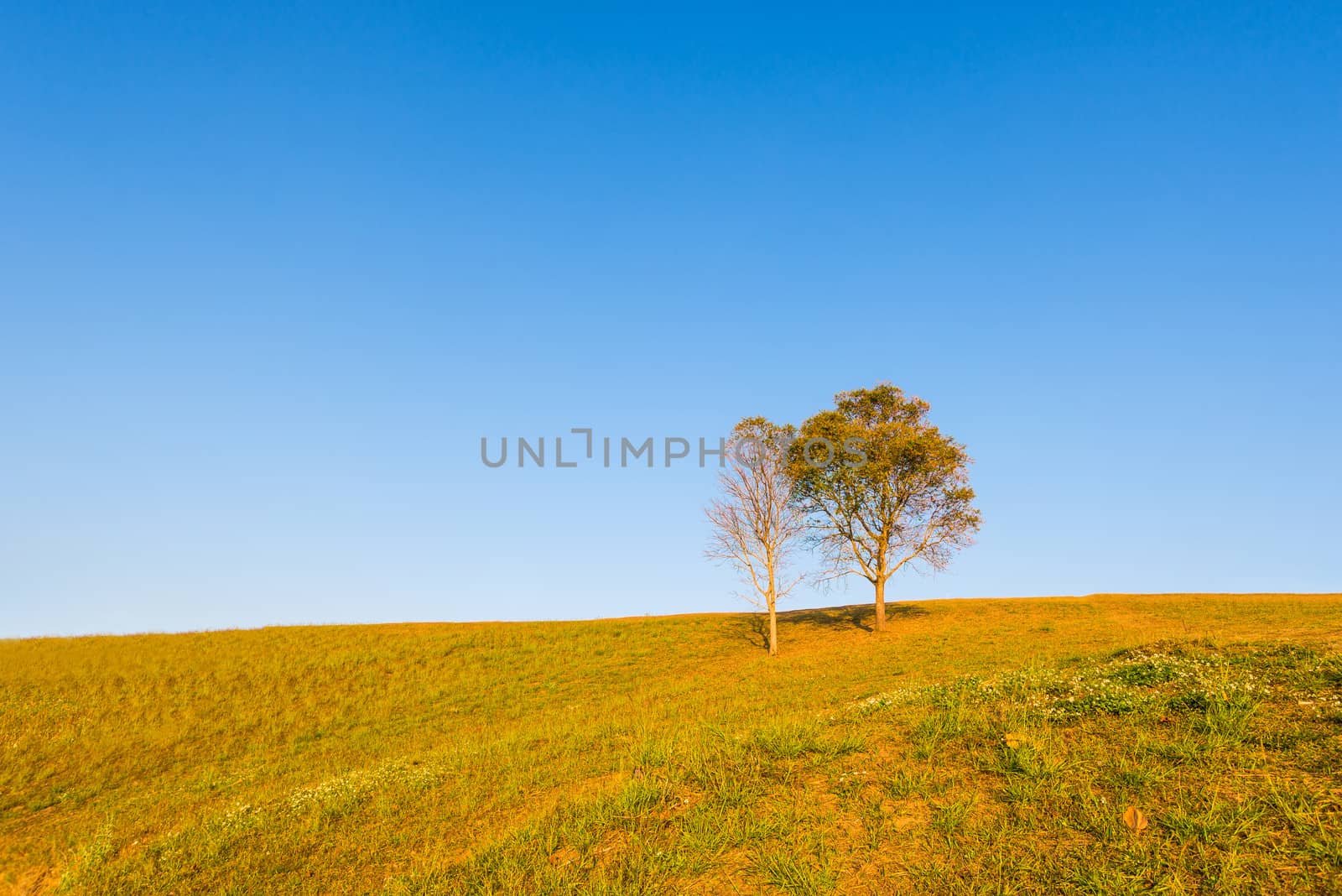 tree on hill and grass field with blue sky in background