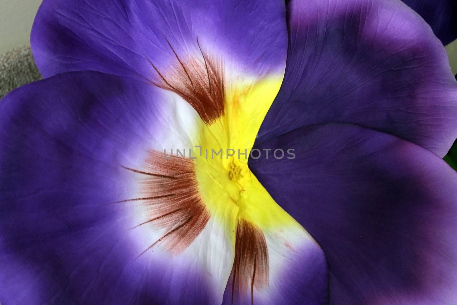 pansy background by hicster