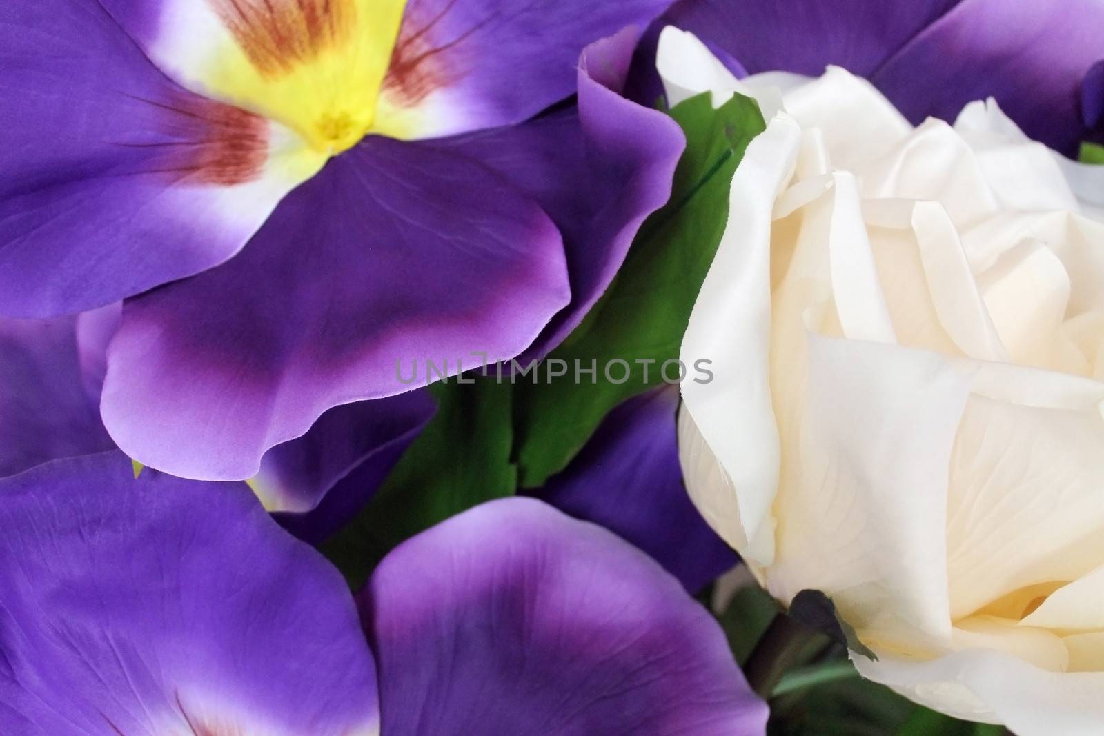 pansy and rose background