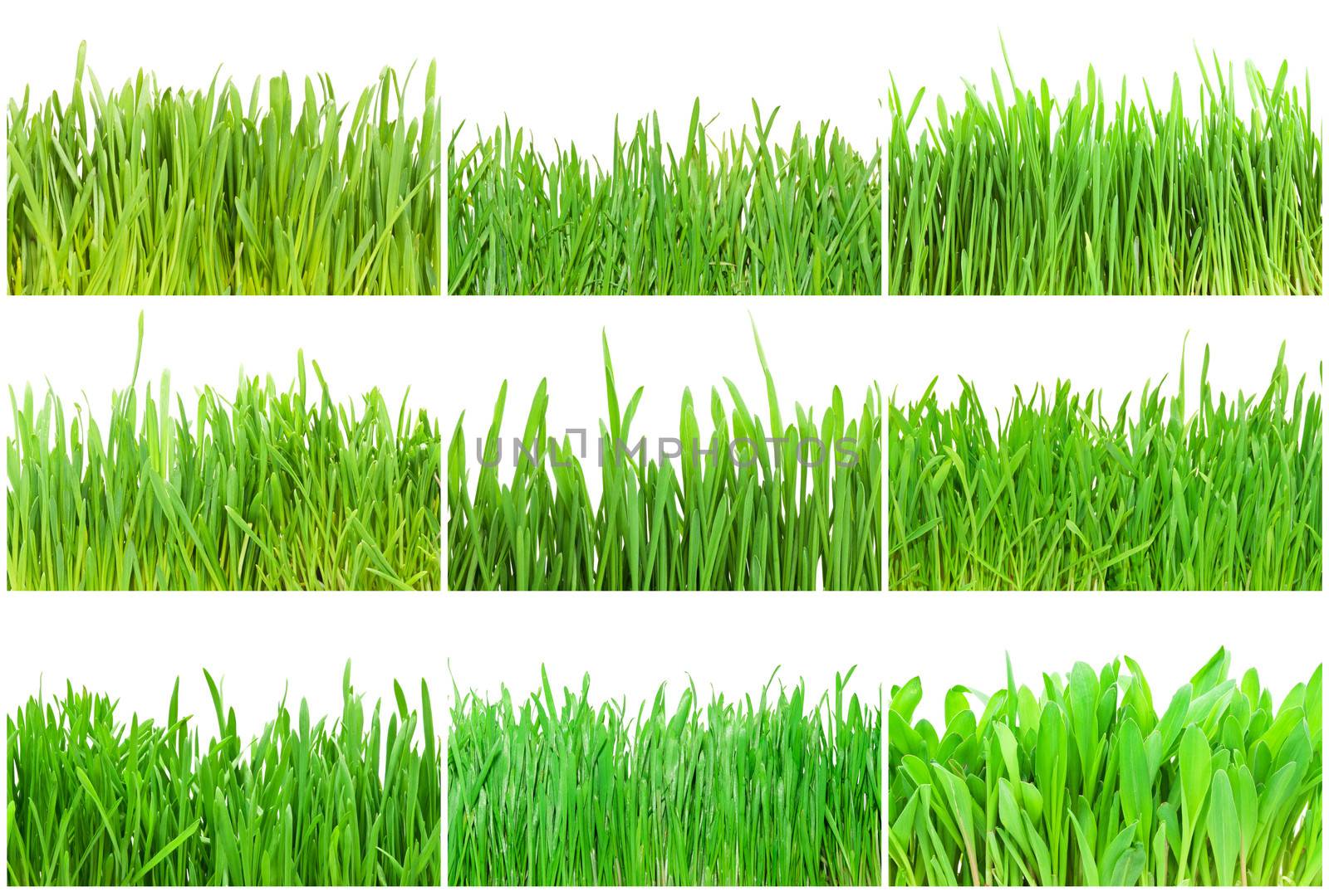 Fresh green grass isolated on white background