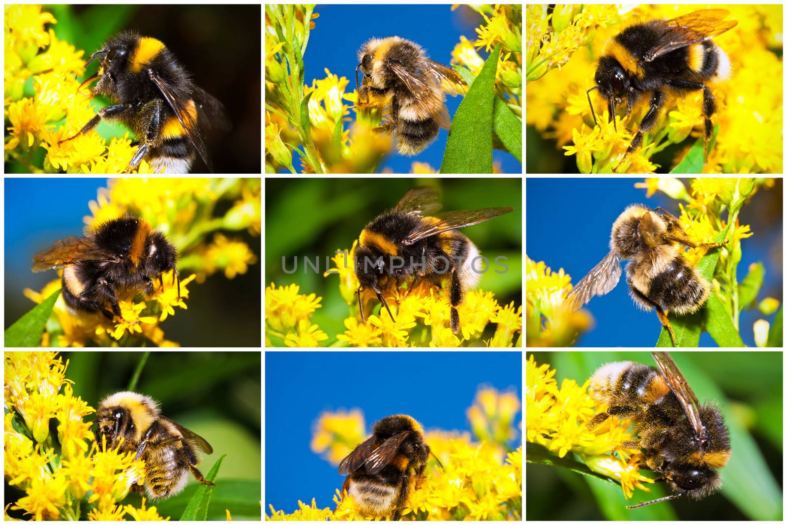 Macro photos of nice Bumblebee working on Flower