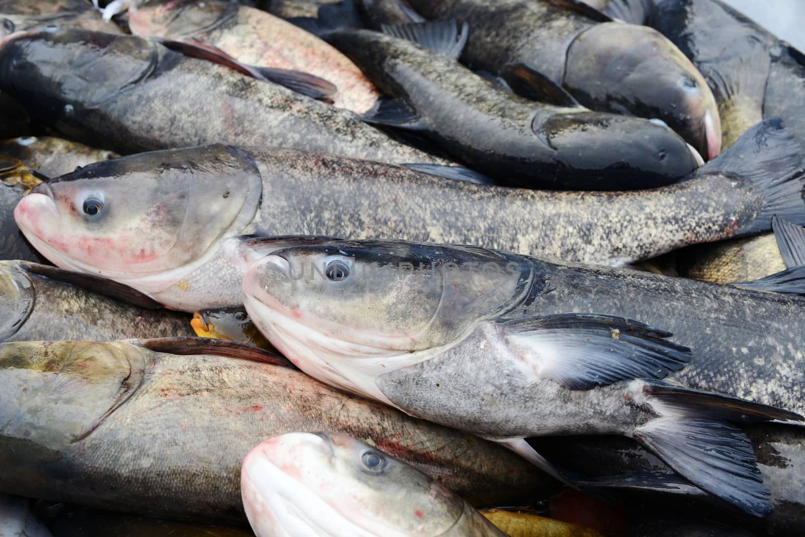 Pile of freshwater carp fish