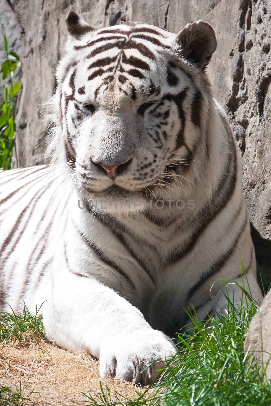 Beautiful close-up portrait of majestic White Tiger