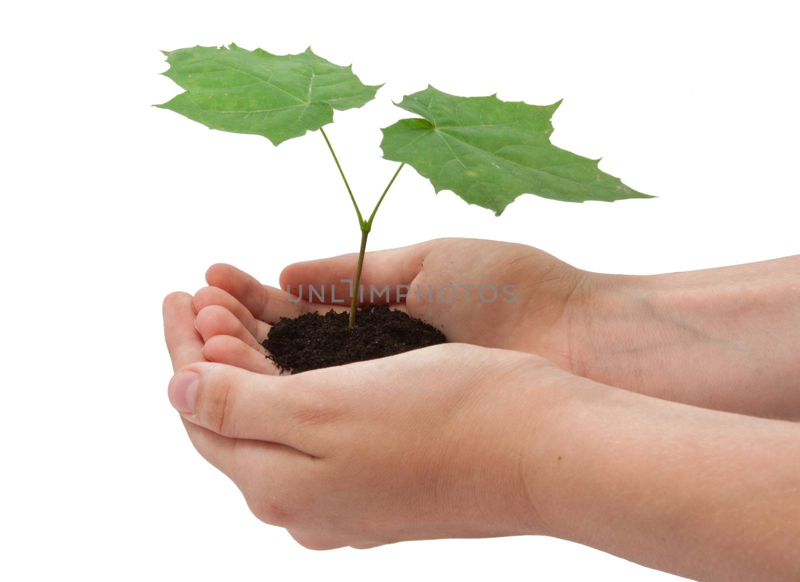 Hands holding small young tree isolated on white background