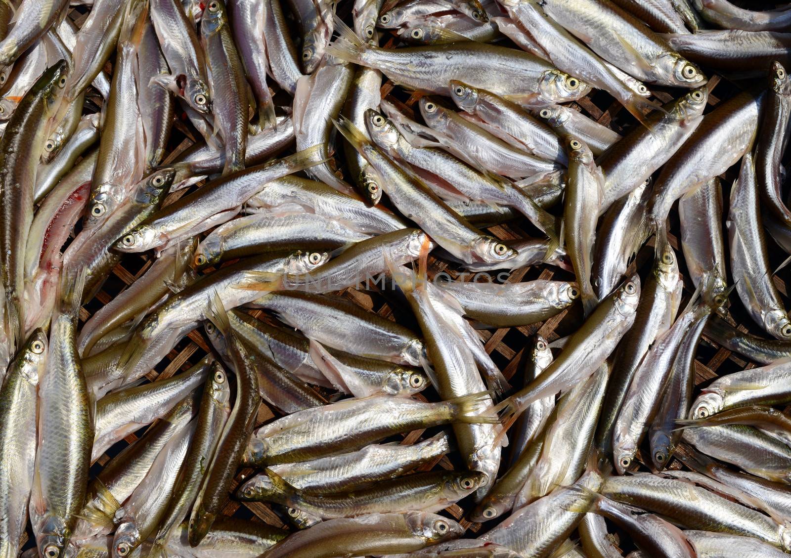 Fresh small fish background at a market  in China