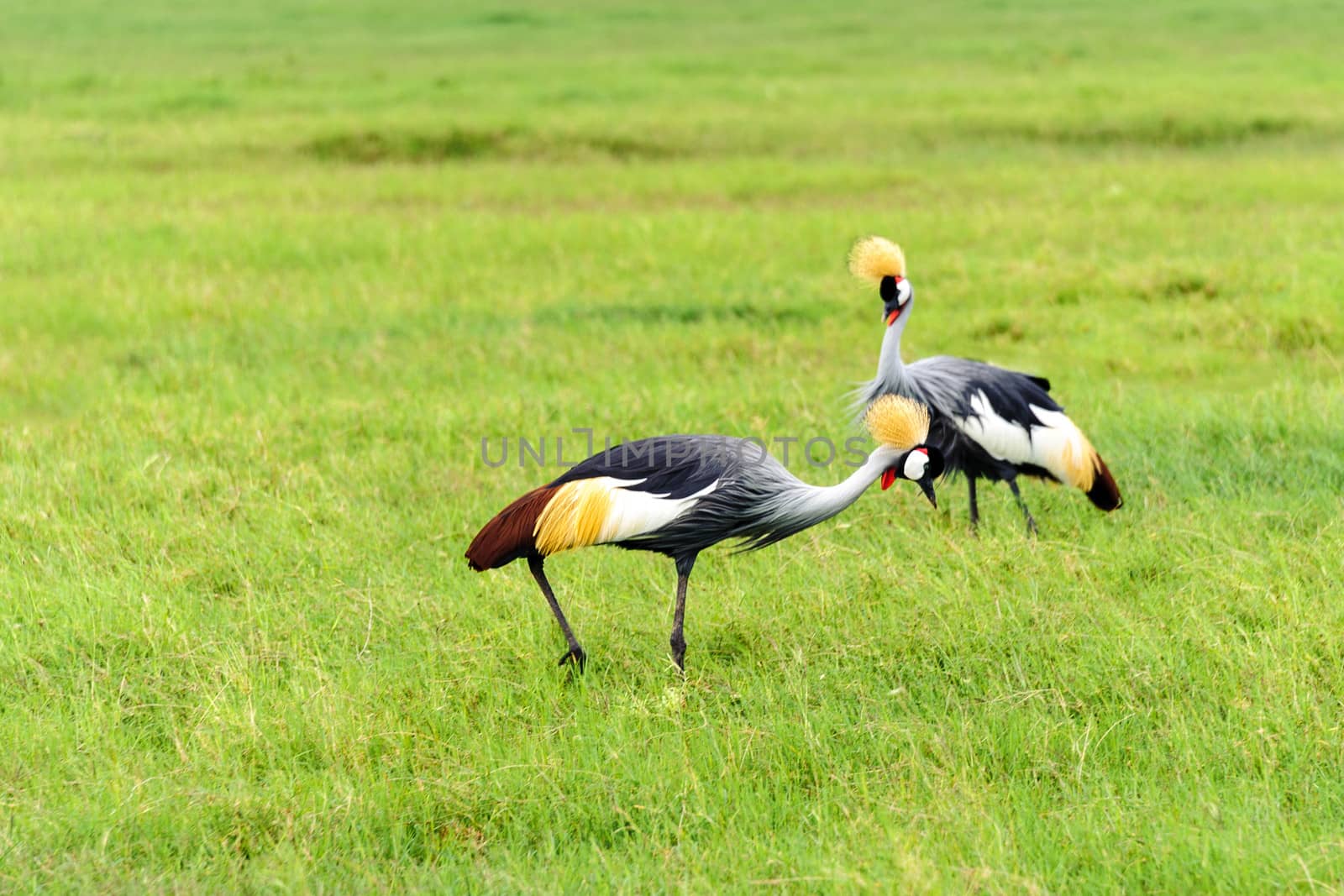 the crowned crane, a majestic bird species known for graceful courtship dances, is one of the beautiful bird in amboseli national park of Kenya.