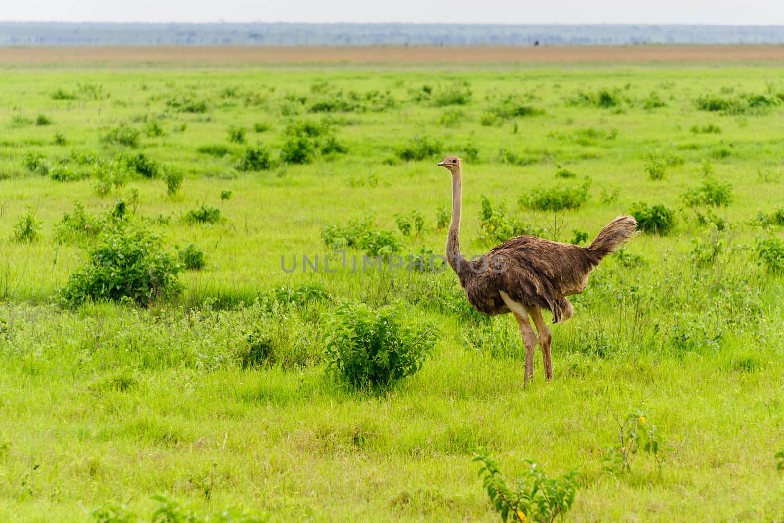 ostrich by JasonYU