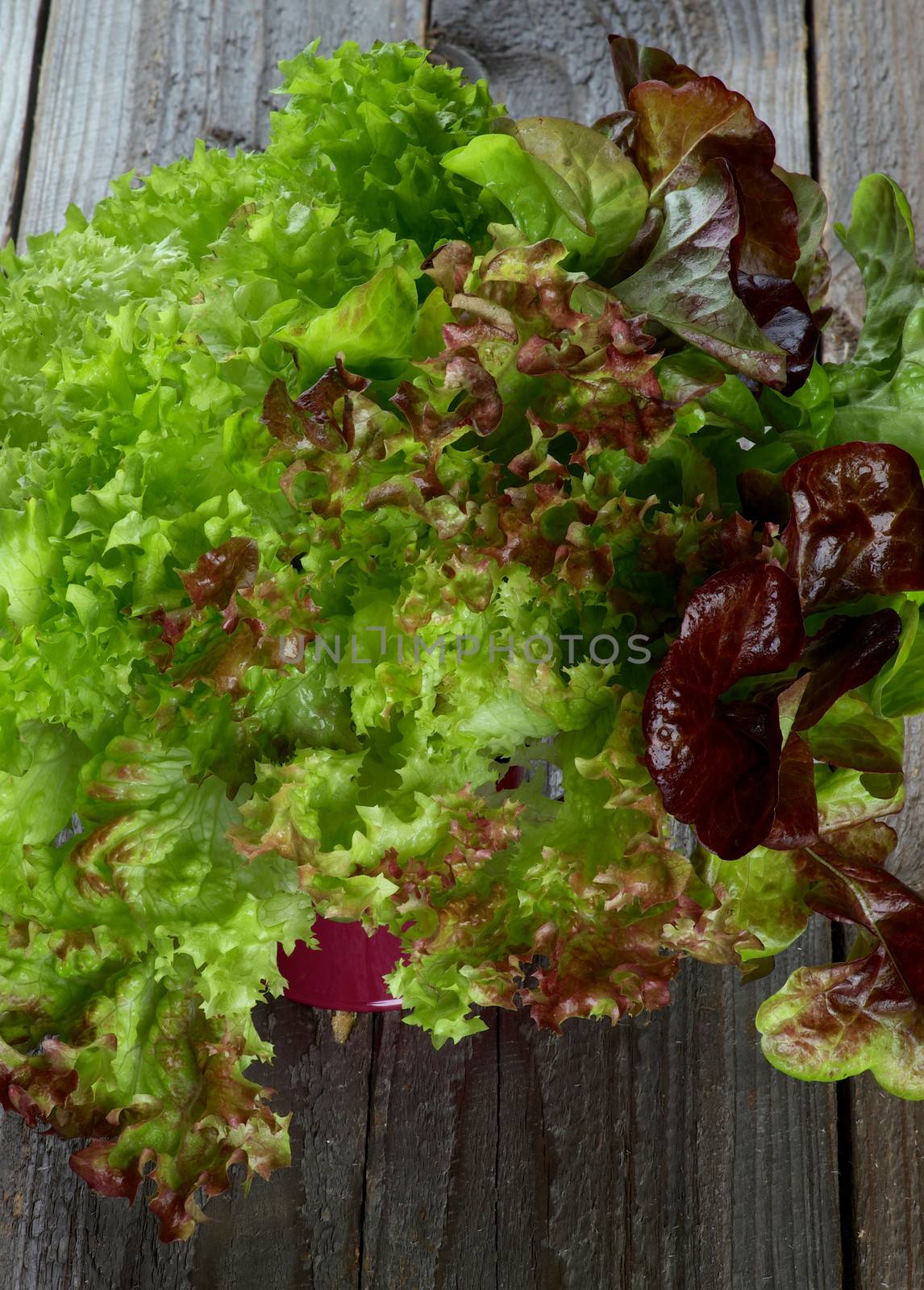Bunch of Fresh Crunchy Mixed Lettuce in Purple Pod closeup on Rustic Wooden background. Soft Light