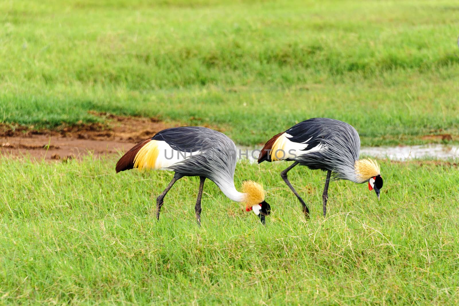 crowned crane by JasonYU