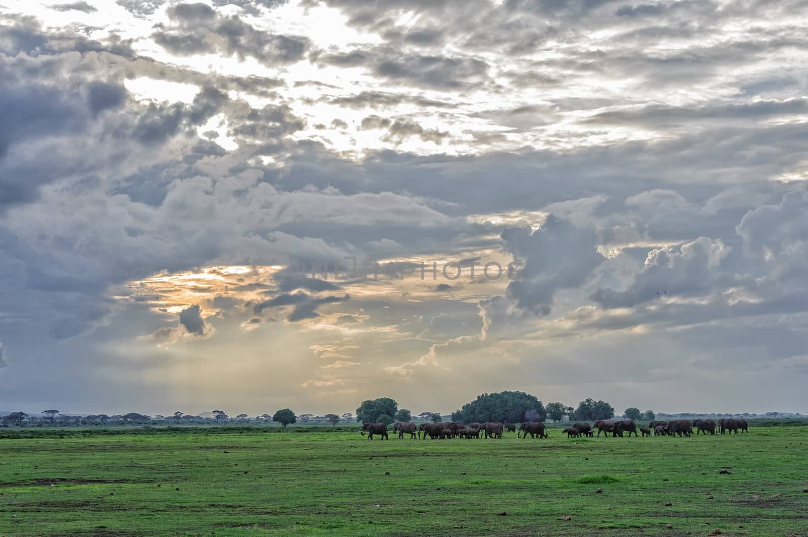 The elephant in amboseli national park of kenya.