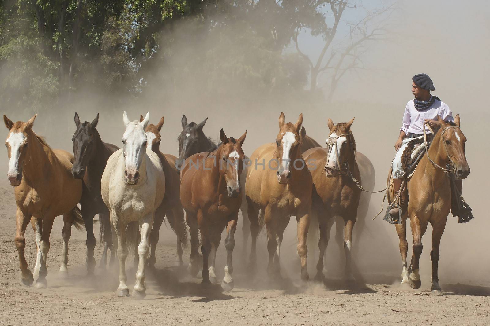 PAMPA, ARGENTINA - JANUARY 31, 2011: Gaucho with Argentinian Horses on January 31, 2011 in Argentina