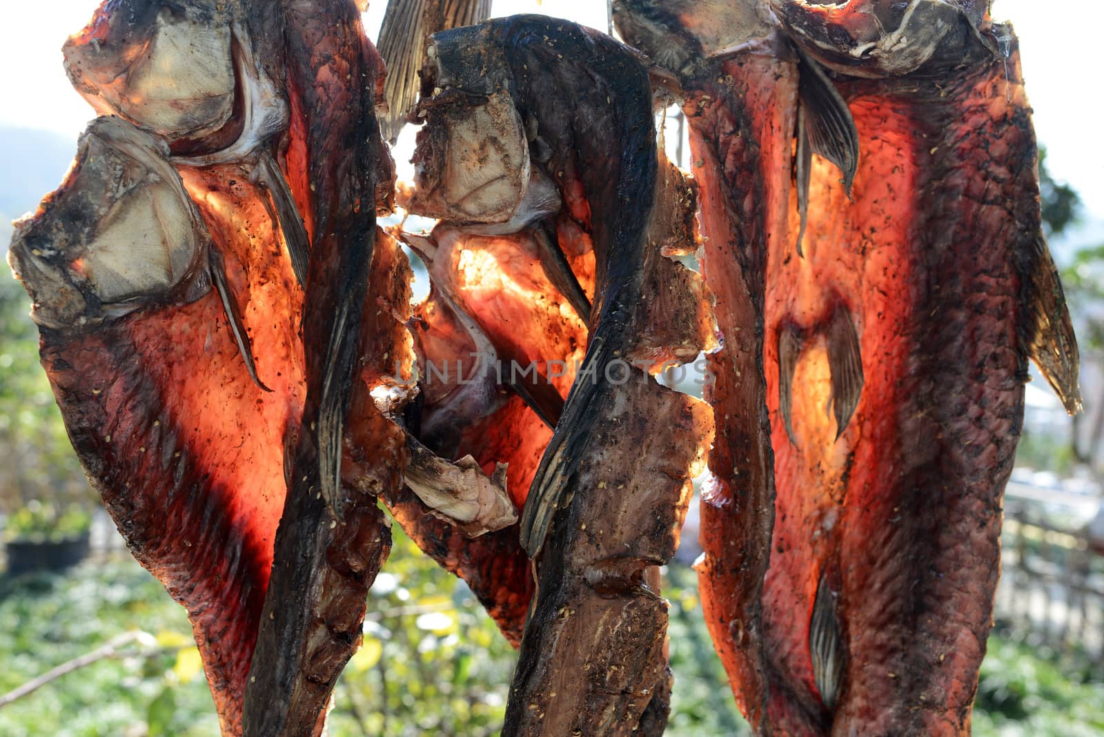 Dried Fish on a frame against sunlight