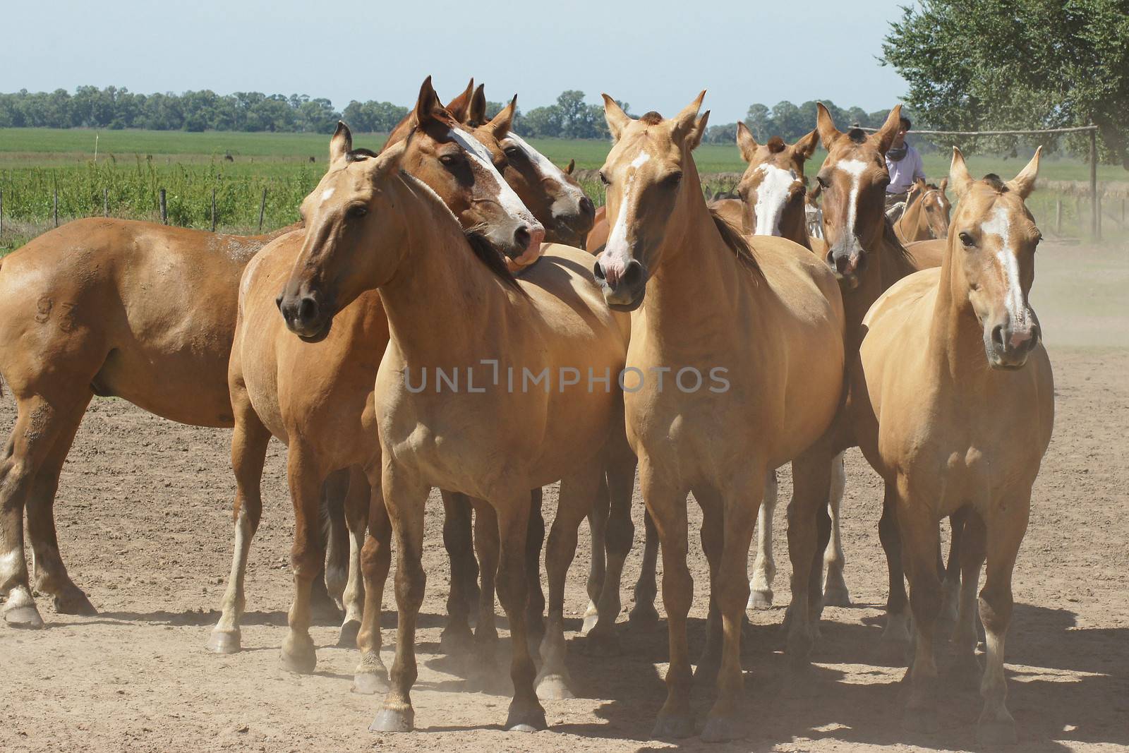 PAMPA, ARGENTINA - JANUARY 31, 2011: Gaucho with Argentinian Horses on January 31, 2011 in Argentina