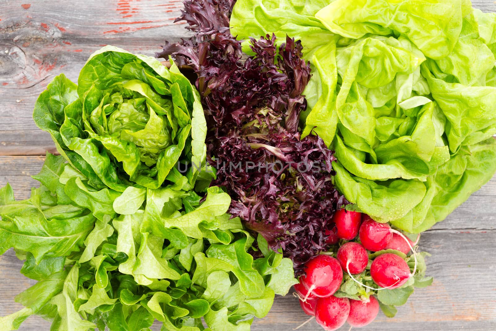 Overhead view of heads of assorted leafy fresh lettuce with a bunch of crisp red radishes arranged on old rustic wooden boards in a country kitchen