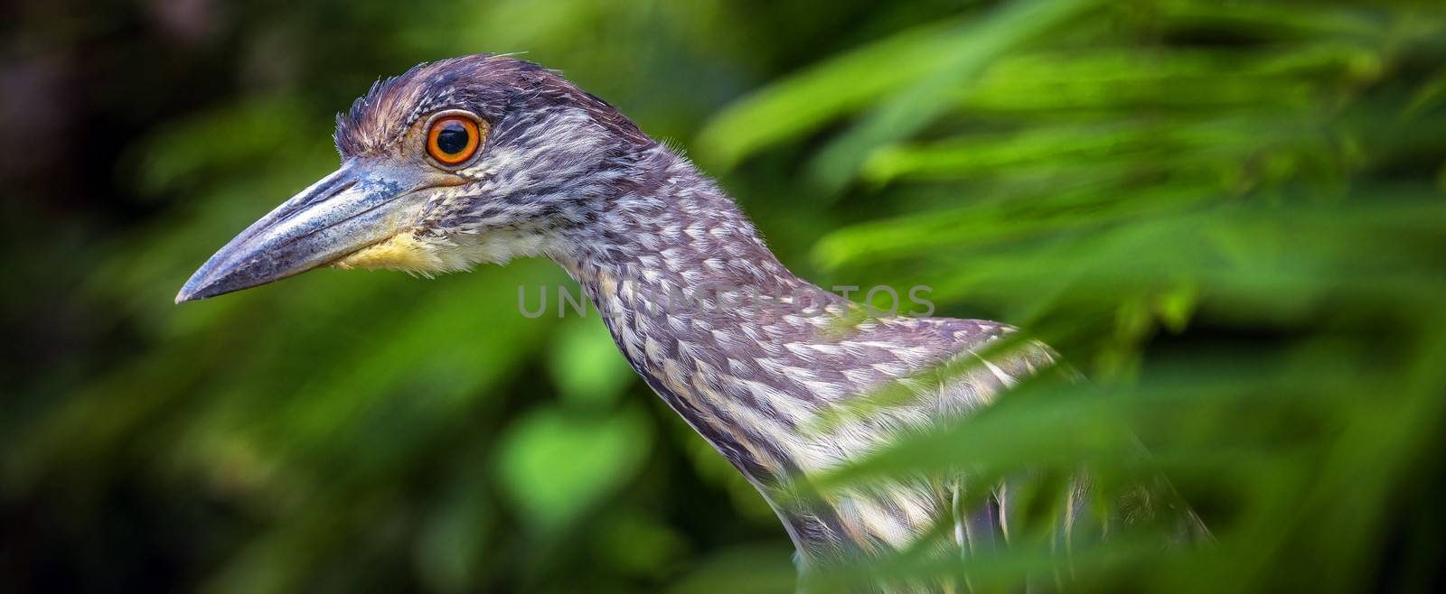 Exotic bird with large beak on the tropical forest