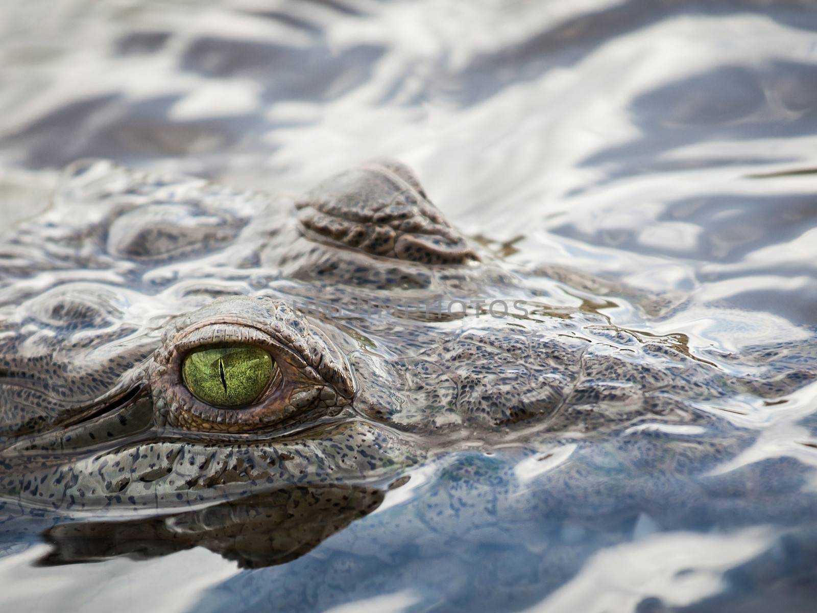 Crocodile eye by dynamicfoto