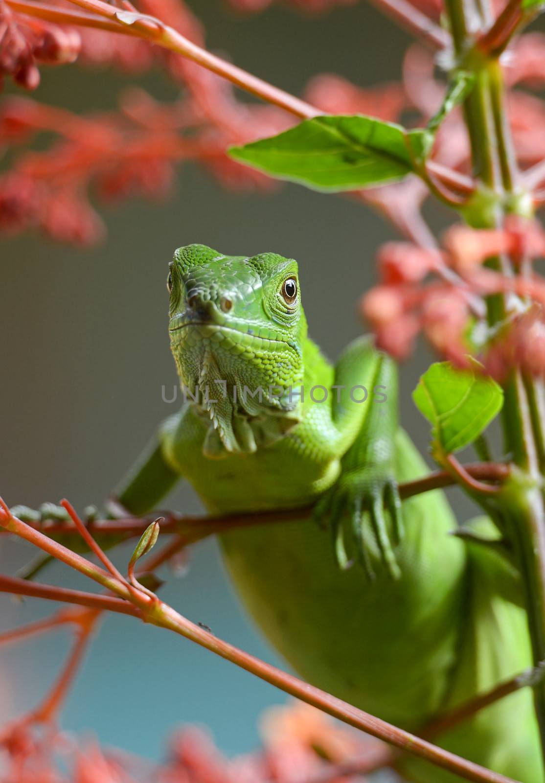 Green lizard staring at the camera over a branch