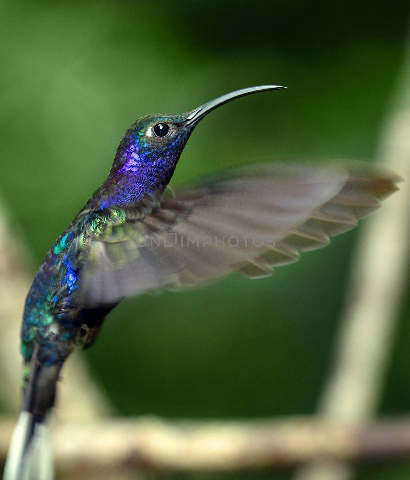 Beautiful hummingbird hovering in mid air