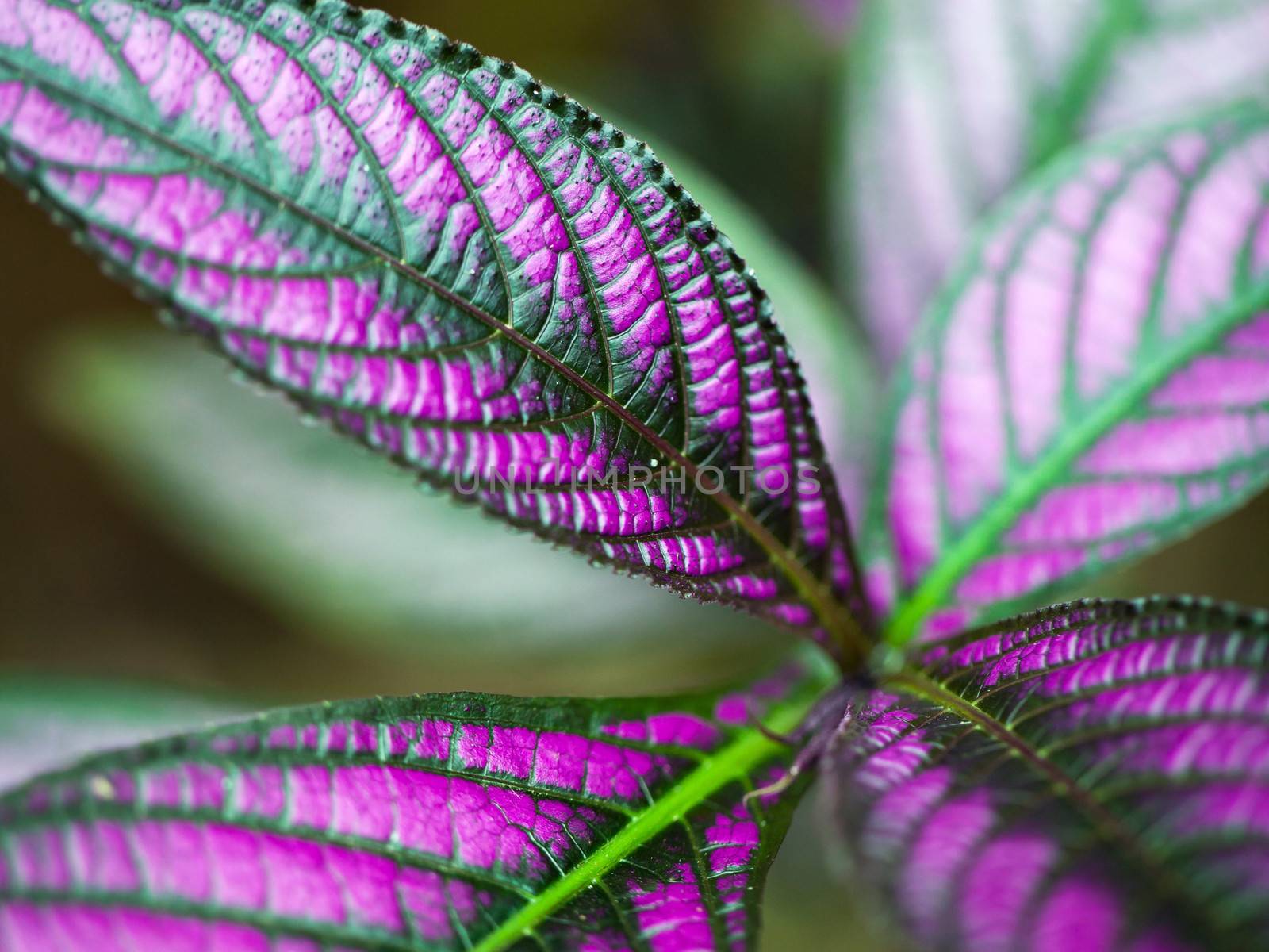 Leaf color by dynamicfoto