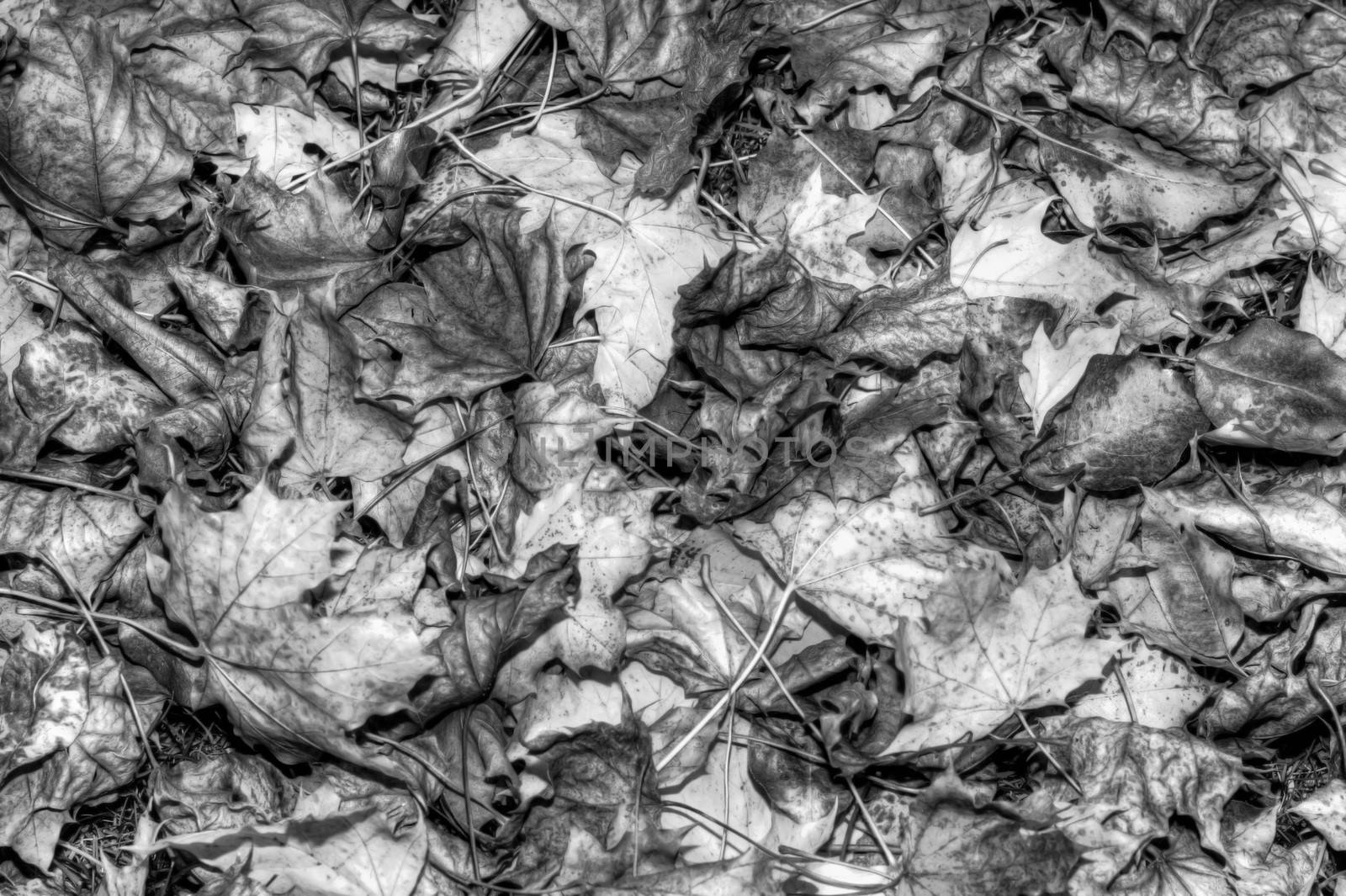 Autumn Leaves HDR High Dynamic Range in b&W in soft focus